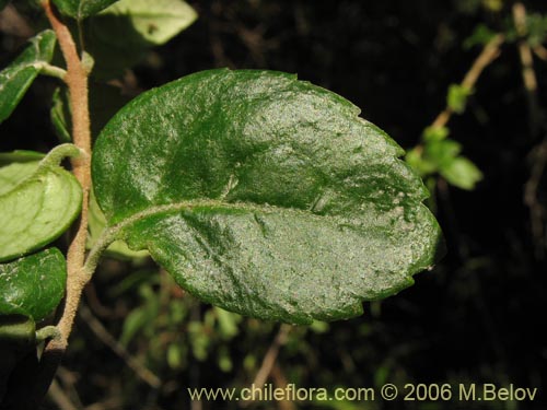 Bild von Mitraria coccinea (Botellita / Vochi-vochi). Klicken Sie, um den Ausschnitt zu vergrössern.